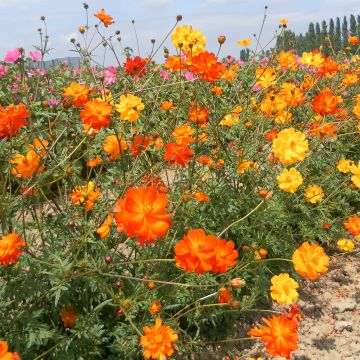 Cosmos sulphureus Polidor - Cosmea arancione