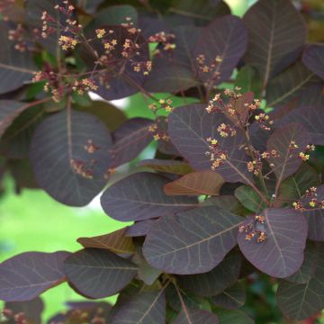 Cotinus Grace - Scotano