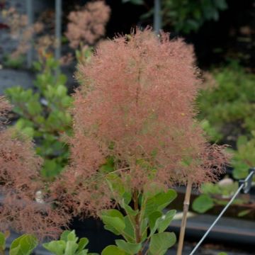 Cotinus coggygria - Scotano