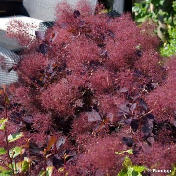 Cotinus coggygria Dusky Maiden