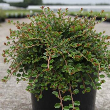 Cotoneaster adpressus Little Gem