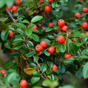 Cotoneaster dammeri Miranda