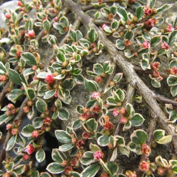 Cotoneaster horizontalis Variegatus - Cotognastro tappezzante