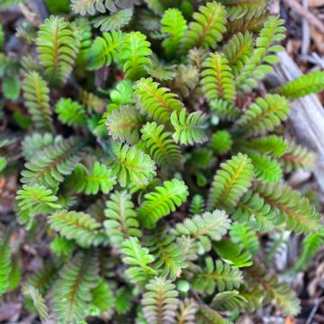 Leptinella squalida