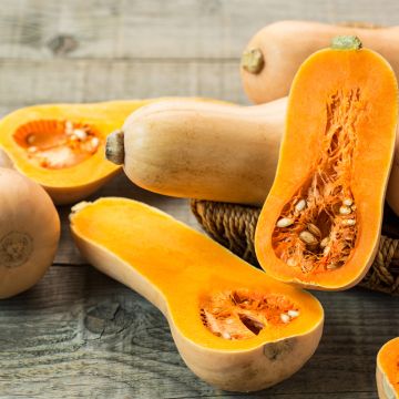 Zucca moscata Butternut (Bio semi)