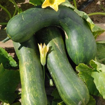 Zucchino trombetta di Nica