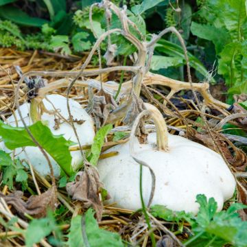 Zucchino Patisson bianche Bio - Ferme de Sainte Marthe