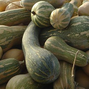 Zucca Lunga piena di Napoli