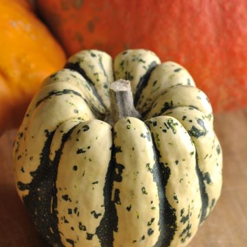 Zucchino Sweet Dumpling Bio - Ferme de Sainte Marthe