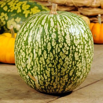 Cucurbita ficifolia - Zucca siamese