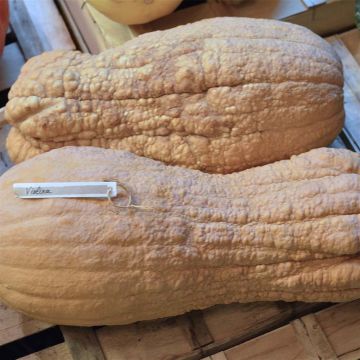 Zucca moscata Violina bio