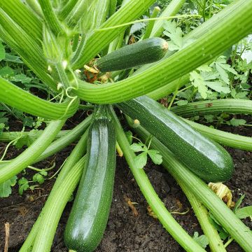 Zucchino Anissa F1