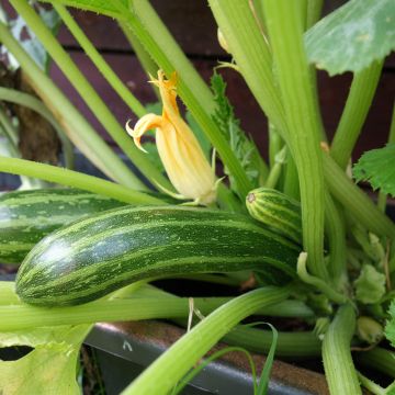 Zucchino Coucourzelle