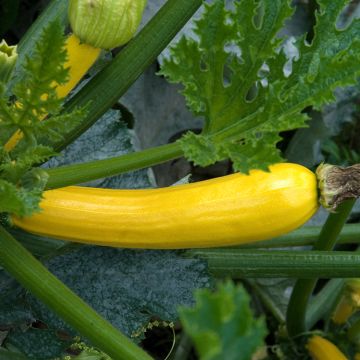 Zucchino ibrido Gold Rush