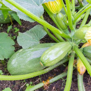 Zucchino Grisette de Provence Bio - Ferme de Sainte Marthe