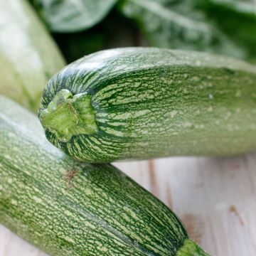 Zucchino Grisette de Provence