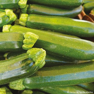 Zucchino Mutabile Bio - Ferme de Sainte Marthe