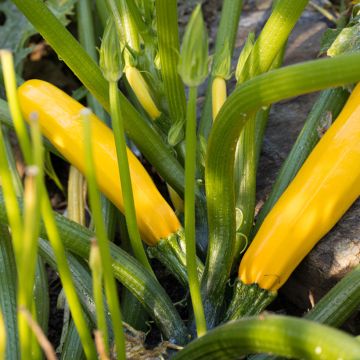 Zucchino Orelia F1