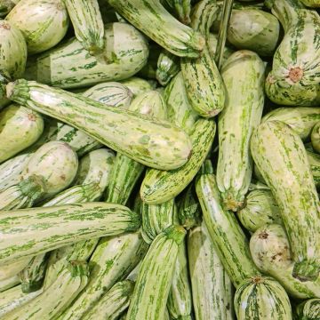 Zucchino ibrido Profusion