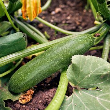 Zucchino Storr's Green F1