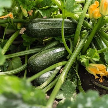 Zucchino Verde di Milano