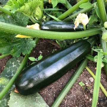 Zucchino verde Black Beauty