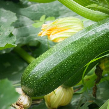 Zucchino Verde non coureuse Bio