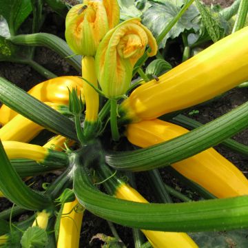 Zucchino Sebring F1