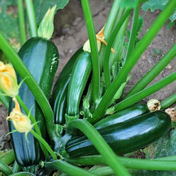 Zucchino verde nero Bio - Vilmorin