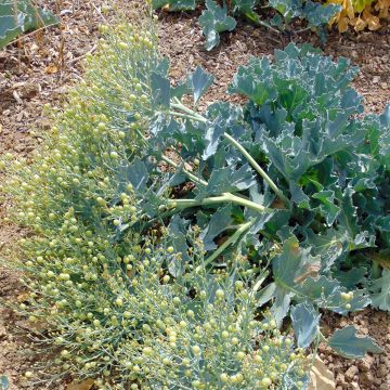 Crambe maritima - Cavolo marino