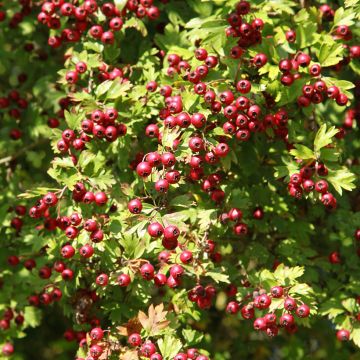 Crataegus azarolus - Azzeruolo