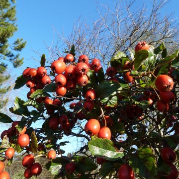 Crataegus grignonensis