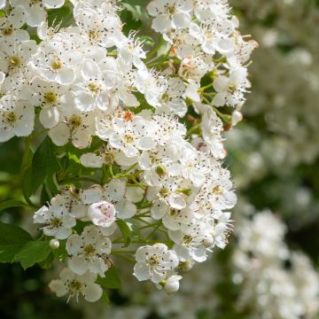 Crataegus laevigata - Biancospino selvatico