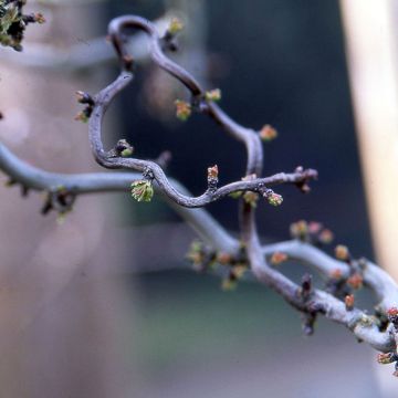 Crataegus monogyna Flexuosa