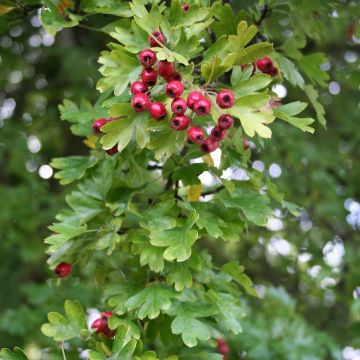 Crataegus monogyna Stricta