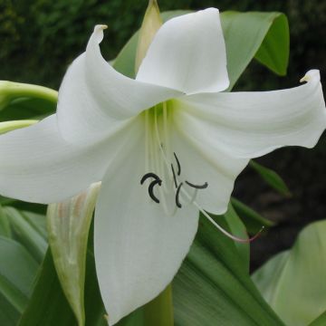 Crinum moorei Album