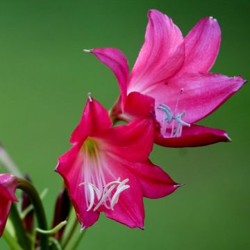 Crinum Ellen Bosanquet