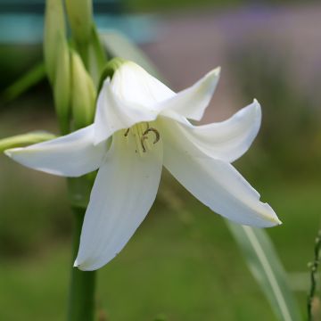 Crinum powellii Album