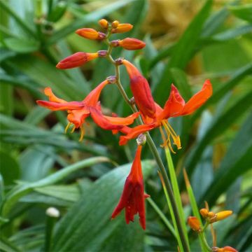 Crocosmia crocosmiiflora Babylon