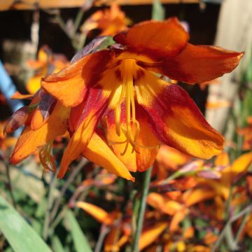 Crocosmia crocosmiflora Emily McKenzie