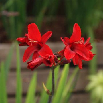 Crocosmia Hellfire