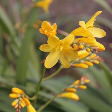 Crocosmia crocosmiiflora Sunglow