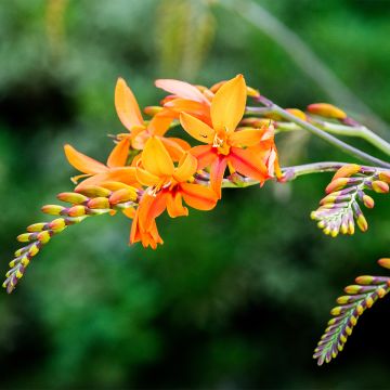 Crocosmia crocosmiiflora Zambesi