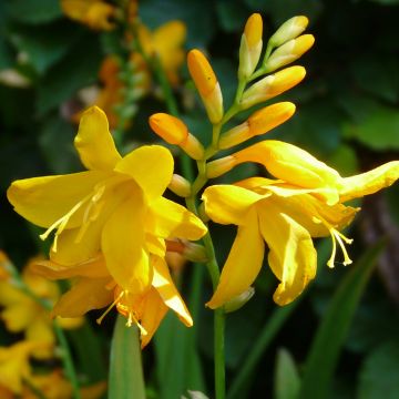 Crocosmia crocosmiiflora Buttercup