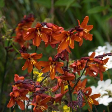 Crocosmia crocosmiiflora Dusky Maiden