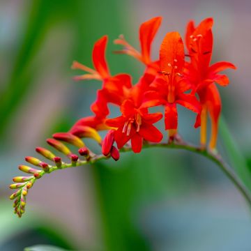 Crocosmia masoniorum Lucifer