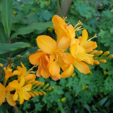 Crocosmia Paul’s Best Yellow