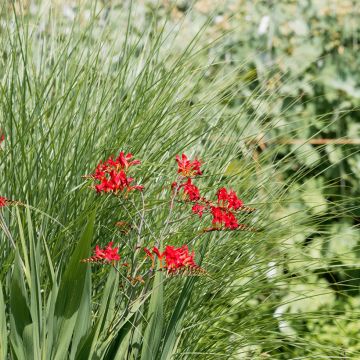 Crocosmia crocosmiiflora Philippa Browne