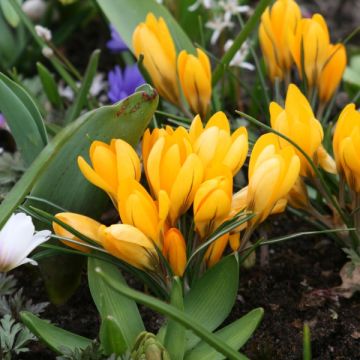 Crocus Golden Yellow - Croco