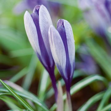 Crocus Yalta - Croco